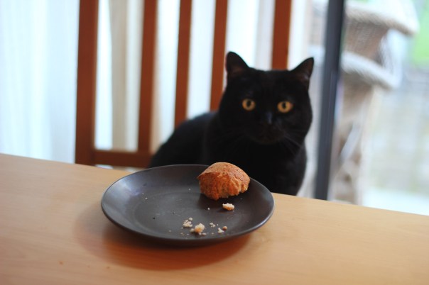 Cat likes muffin