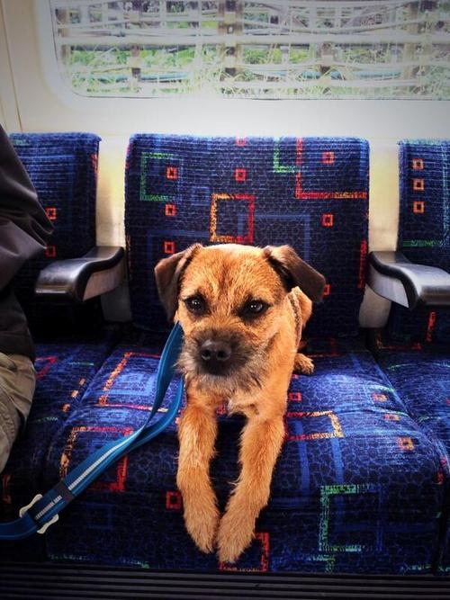 London Underground dog