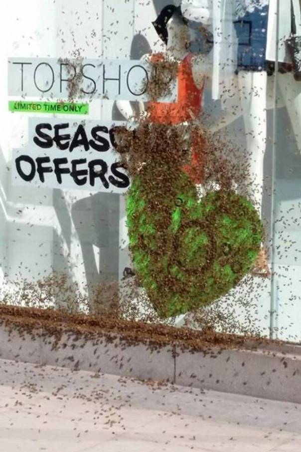 Top Shop Bees